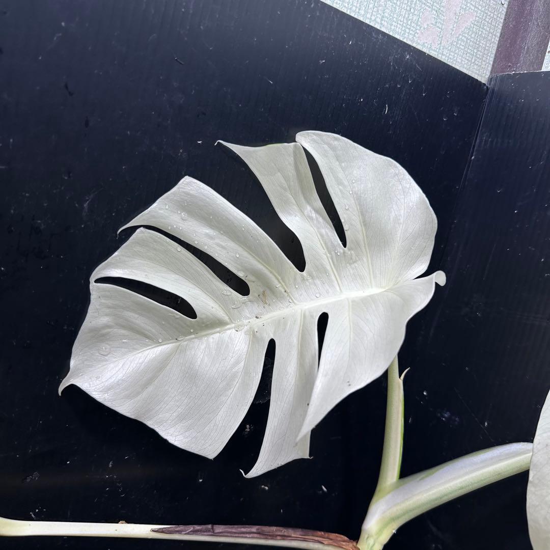 リ*ー様 斑入りモンステラ極上ホワイトタイガーフルムーン4号鉢植え発