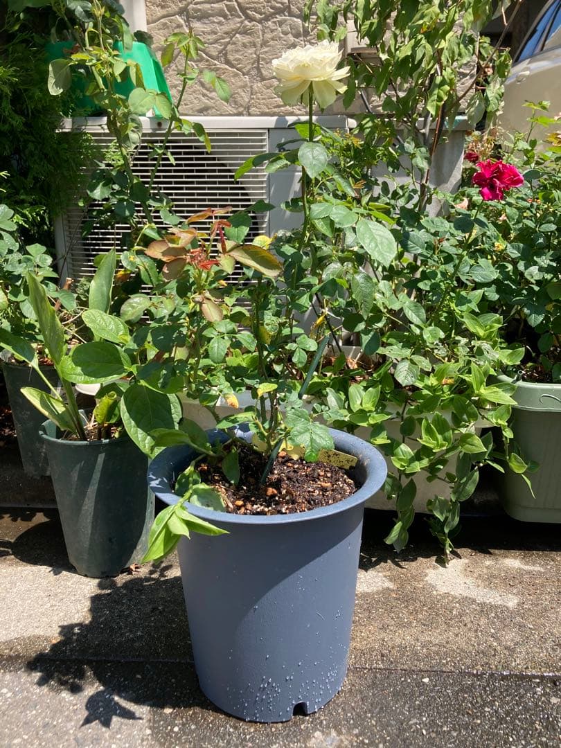 レア　希少　バラ苗　切り花品種　Pinky Pi.e 8号鉢