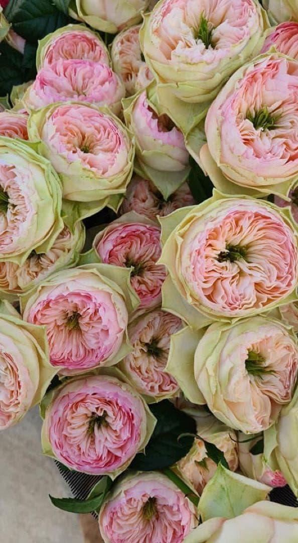 レア　希少　バラ苗　切り花品種　Pinky Pi.e 8号鉢