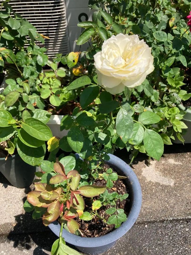 レア　希少　バラ苗　切り花品種　Pinky Pi.e 8号鉢