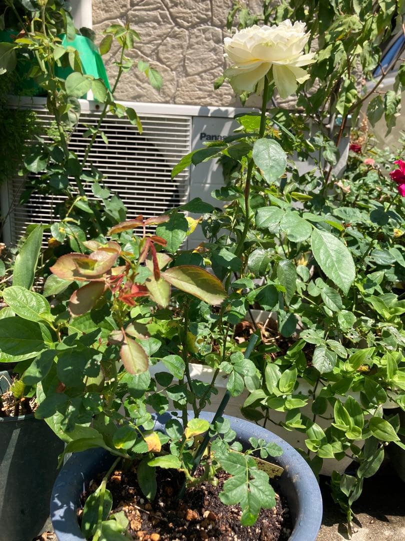 レア　希少　バラ苗　切り花品種　Pinky Pi.e 8号鉢