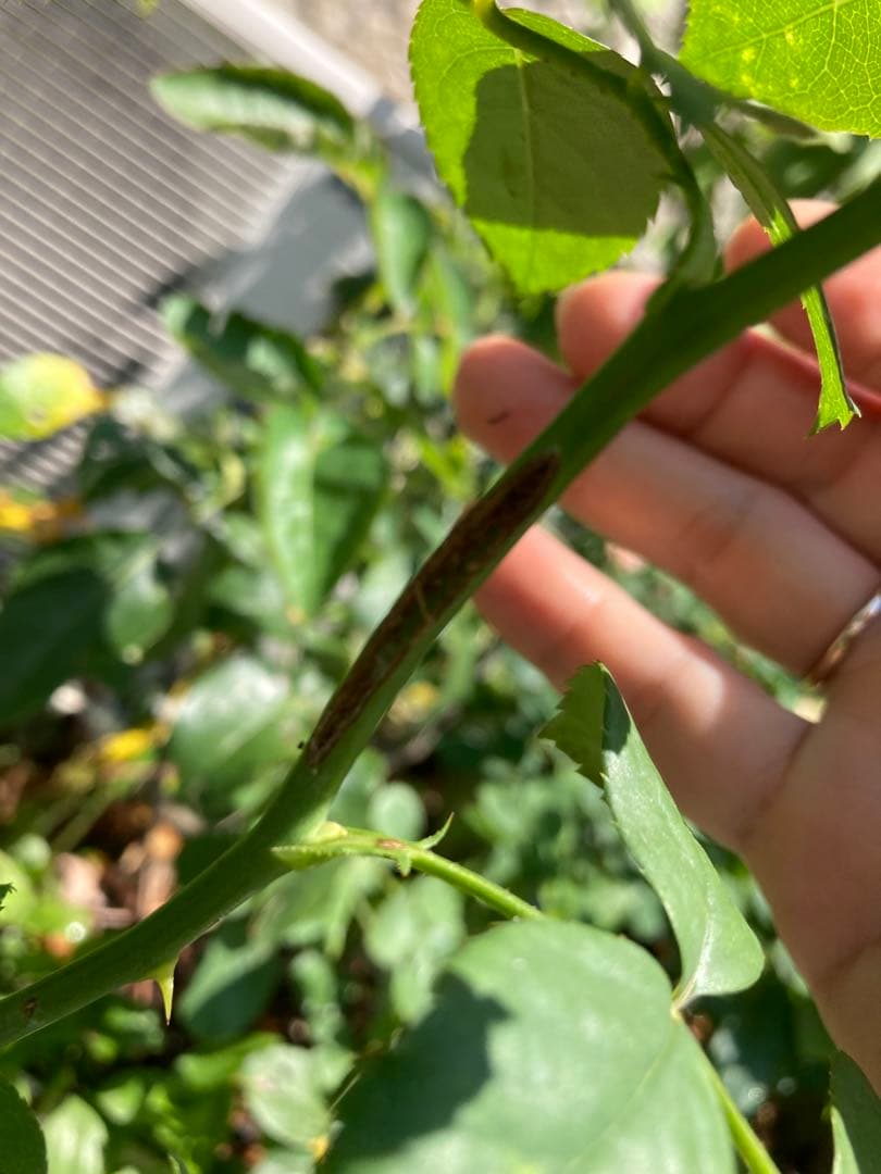 レア　希少　バラ苗　切り花品種　Pinky Pi.e 8号鉢