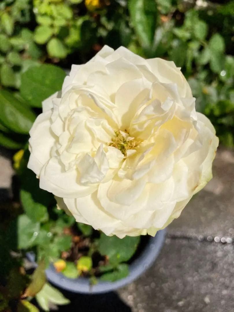 レア　希少　バラ苗　切り花品種　Pinky Pi.e 8号鉢