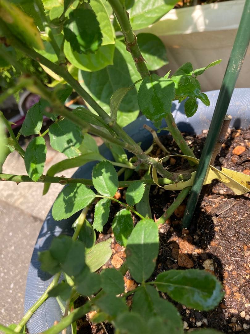 レア　希少　バラ苗　切り花品種　Pinky Pi.e 8号鉢