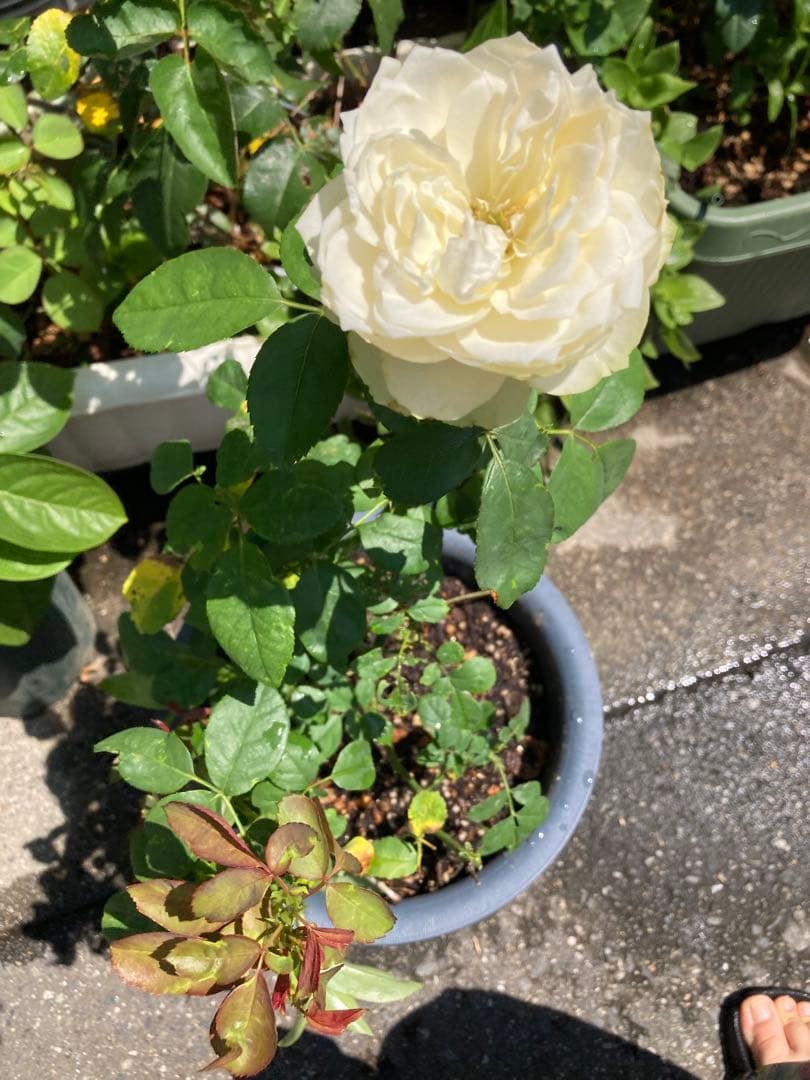 レア　希少　バラ苗　切り花品種　Pinky Pi.e 8号鉢