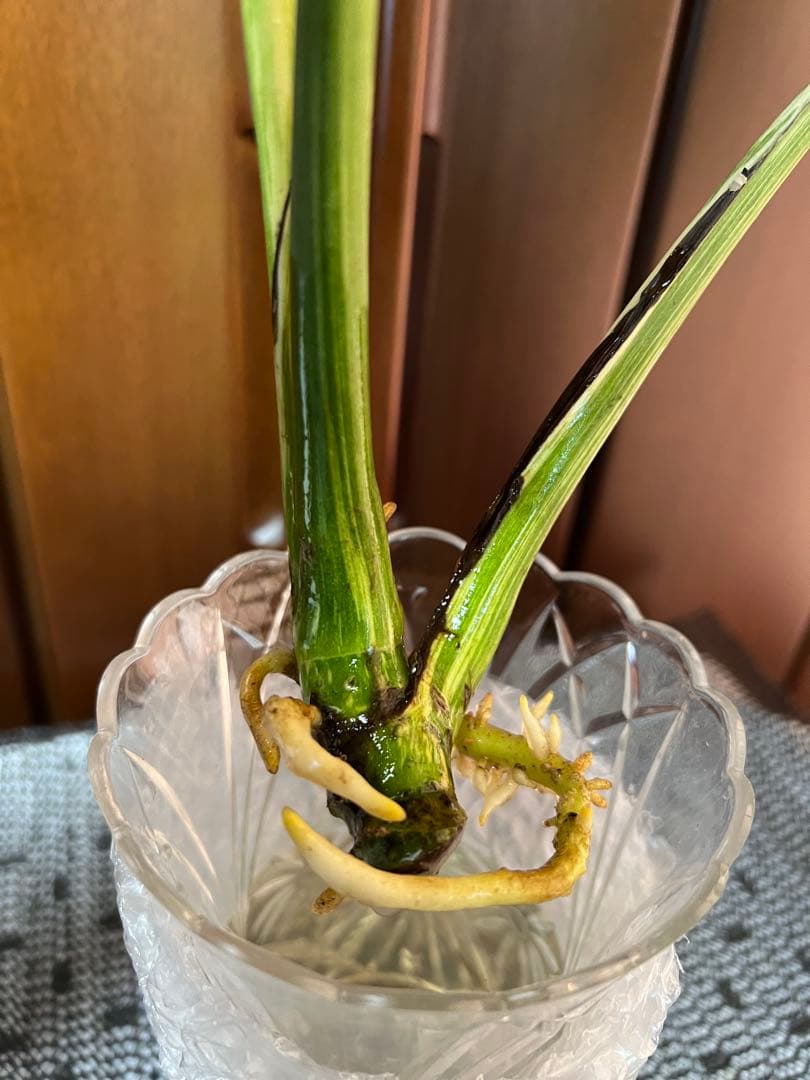 斑入りモンステラデリショーサグリーンスノー