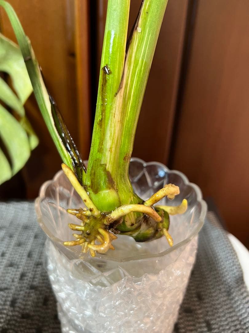 斑入りモンステラデリショーサグリーンスノー