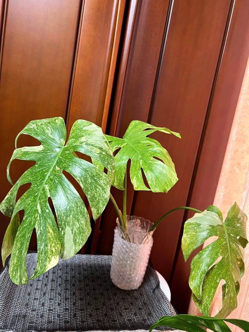 斑入りモンステラデリショーサグリーンスノー