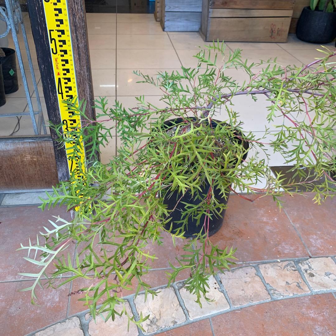 グレビレア ブロンズランバー 大株 3