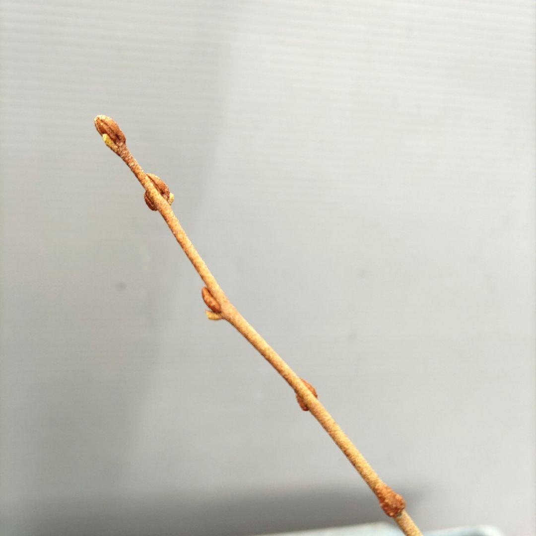 ナツグミ 挿し木苗 - メルカリ