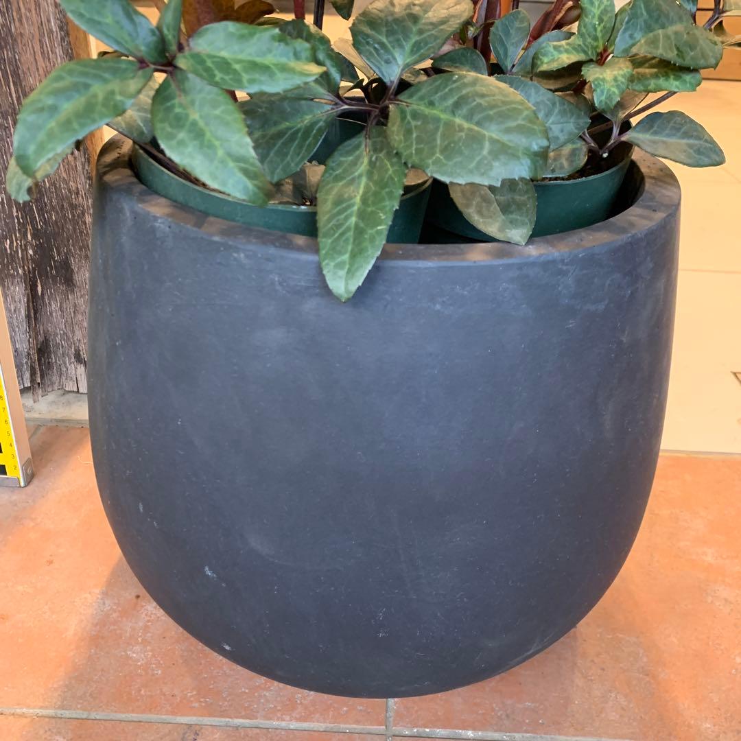 クリスマスローズ マエストロ ファイバー鉢