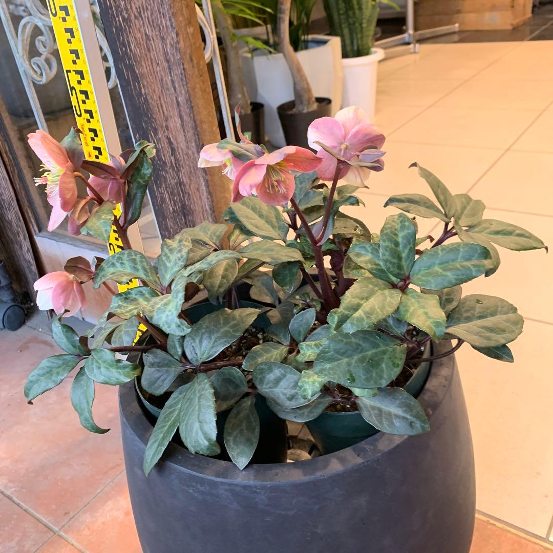 クリスマスローズ マエストロ ファイバー鉢