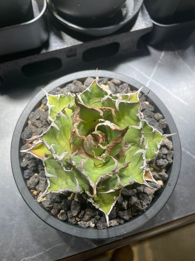 アガベ チタノタ シーザー｜強棘・荒鋸歯｜発根済｜鉢付き