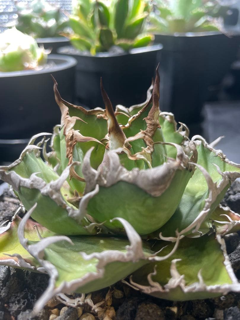 アガベ チタノタ シーザー｜強棘・荒鋸歯｜発根済｜鉢付き