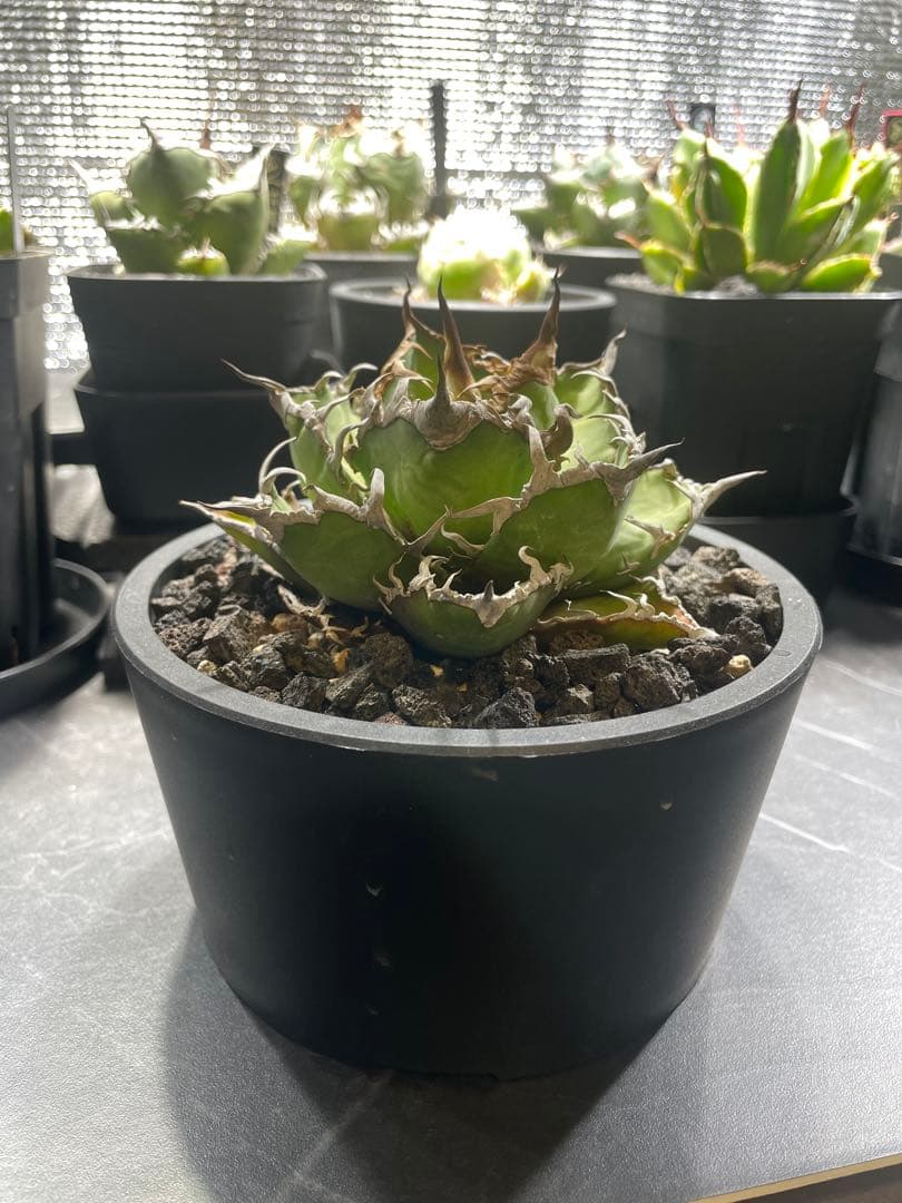 アガベ チタノタ シーザー｜強棘・荒鋸歯｜発根済｜鉢付き