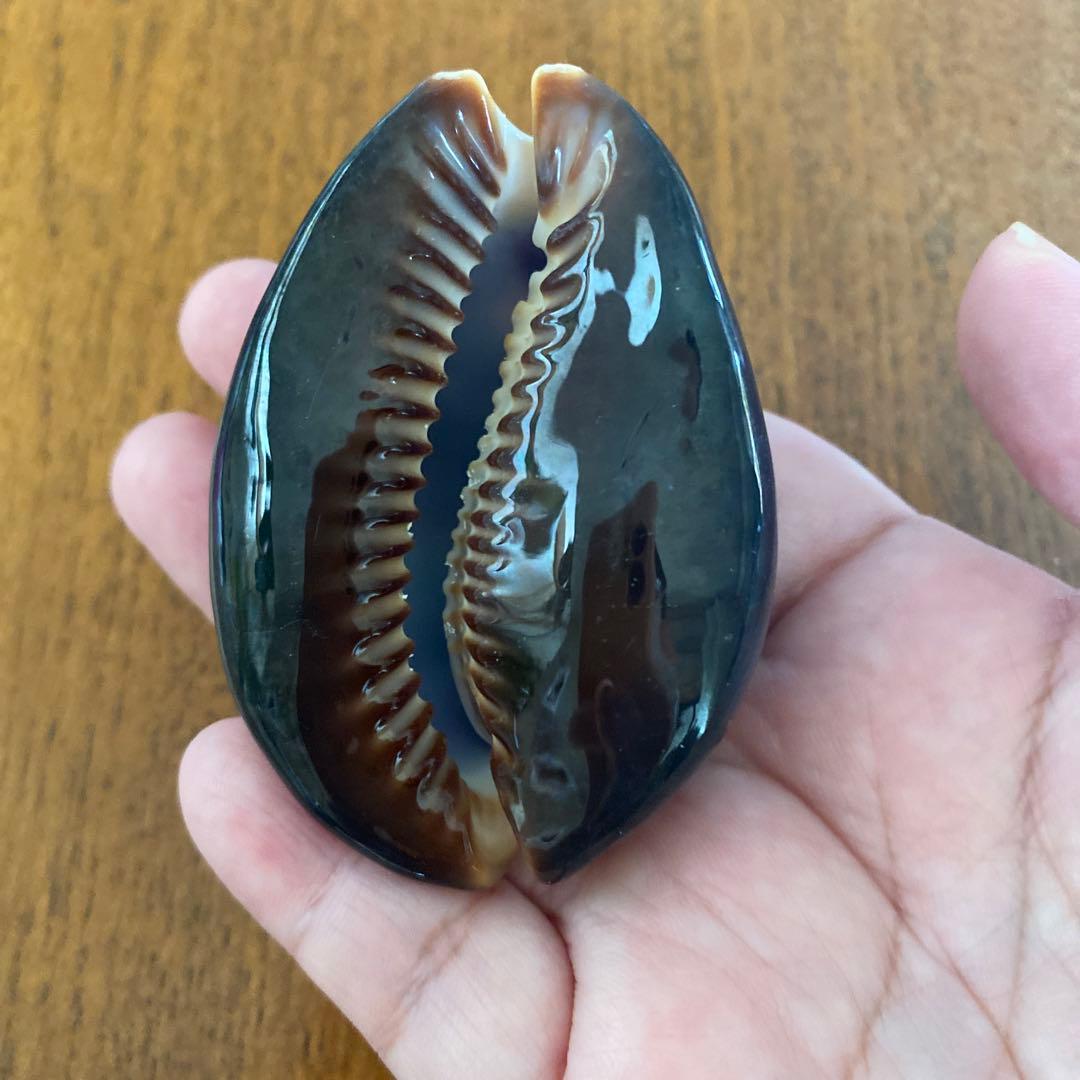 ハチジョウダカラカイ⭐︎ タカラガイ宝貝 沖縄天然貝殻 珊瑚 素材