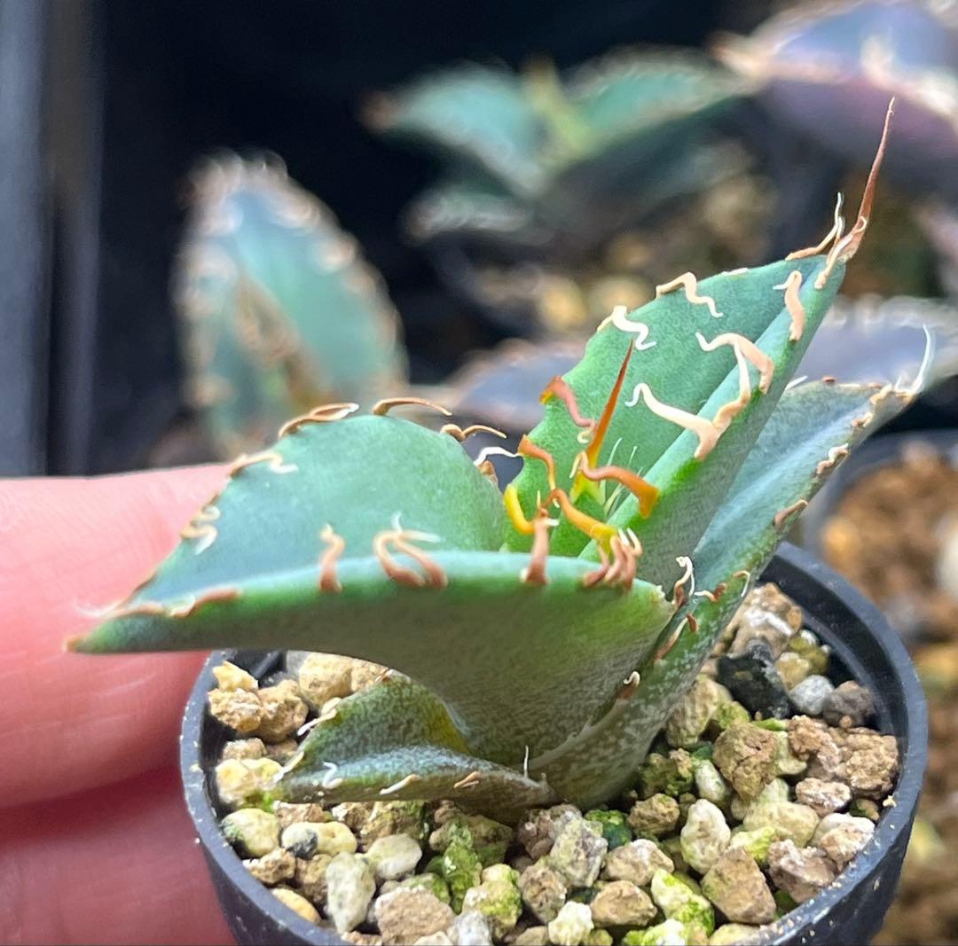 アガベ オテロイ 実生 ② - メルカリ