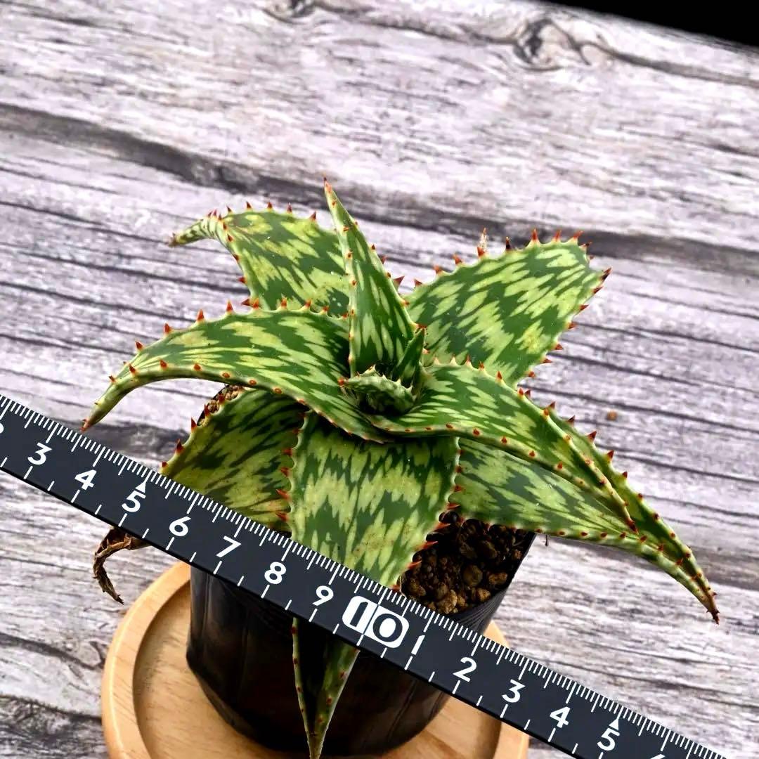 アロエ ペッキー×ヘミンギー ペキヘミ 多肉植物 大株 1287 - メルカリ