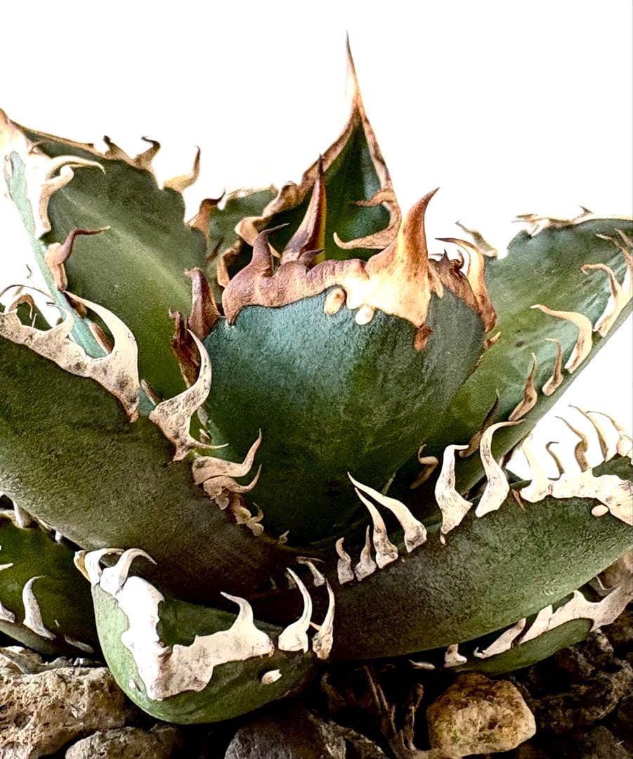 【希少株、ブツブツ】アガベ　チタノタ　レッドキャットウィーズル　ゴリ猫　裏棘