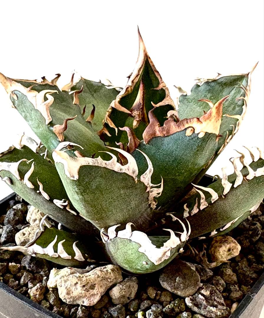 【希少株、ブツブツ】アガベ　チタノタ　レッドキャットウィーズル　ゴリ猫　裏棘