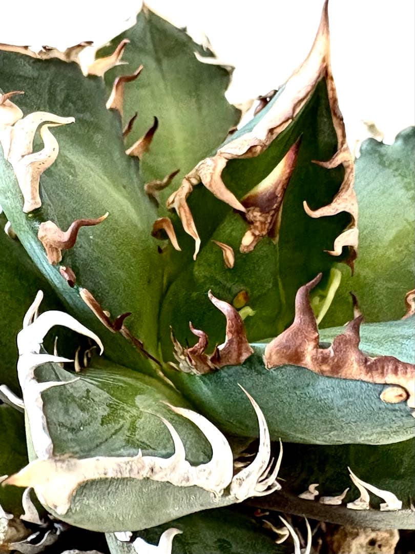 【希少株、ブツブツ】アガベ　チタノタ　レッドキャットウィーズル　ゴリ猫　裏棘