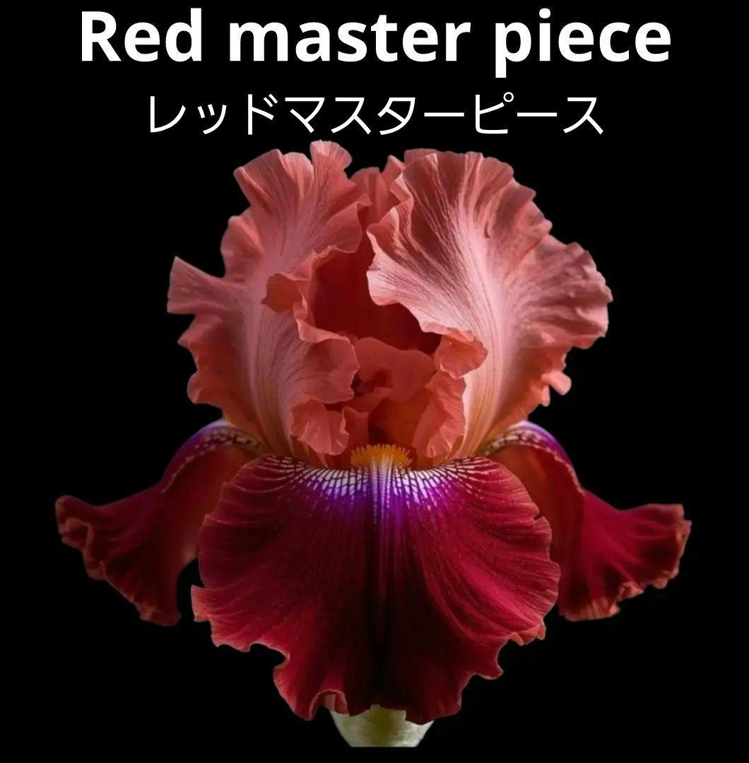 球根】フォックストロット 7球 チューリップ ピンク 花色変化 数量限定