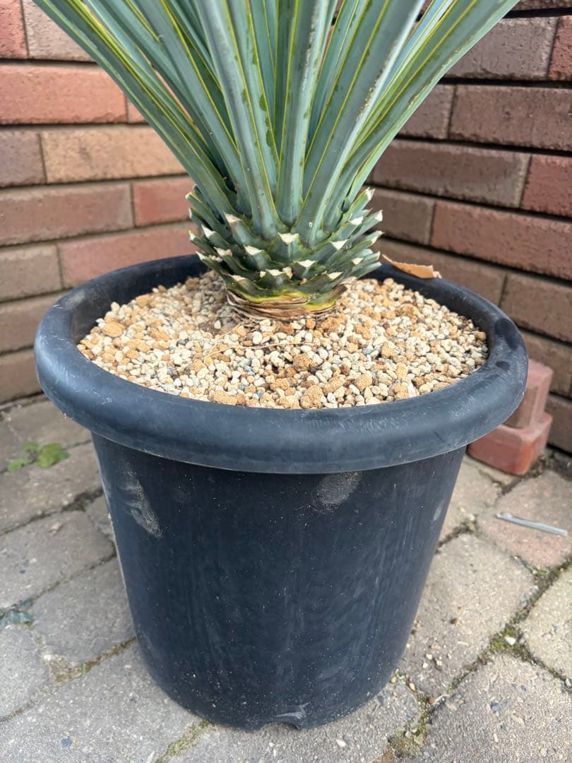 早いもの勝ち　ユッカ　リギダ　え