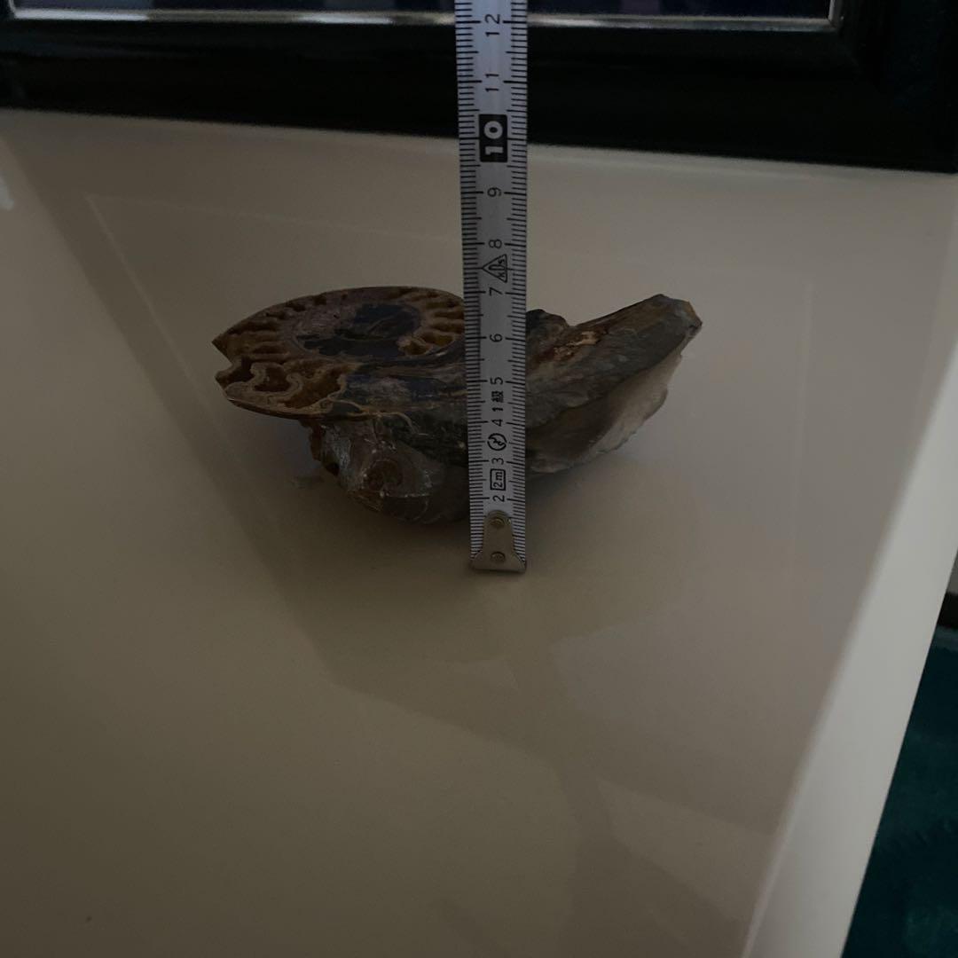 アンモナイト　化石　3点セットまとめ売り　大幅値下げ