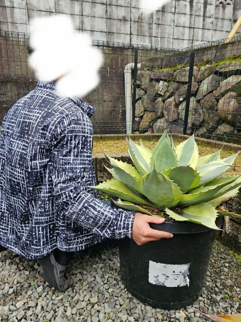 オバティフォリア　オルカ　巨大株