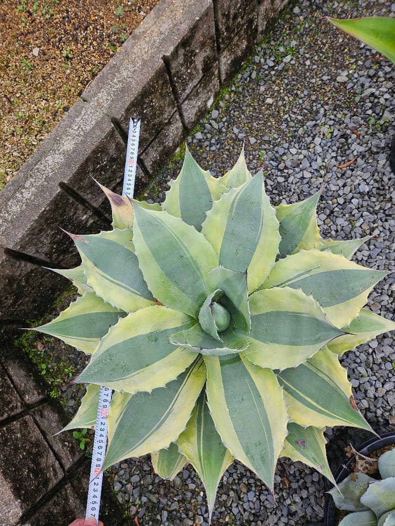 オバティフォリア　オルカ　巨大株