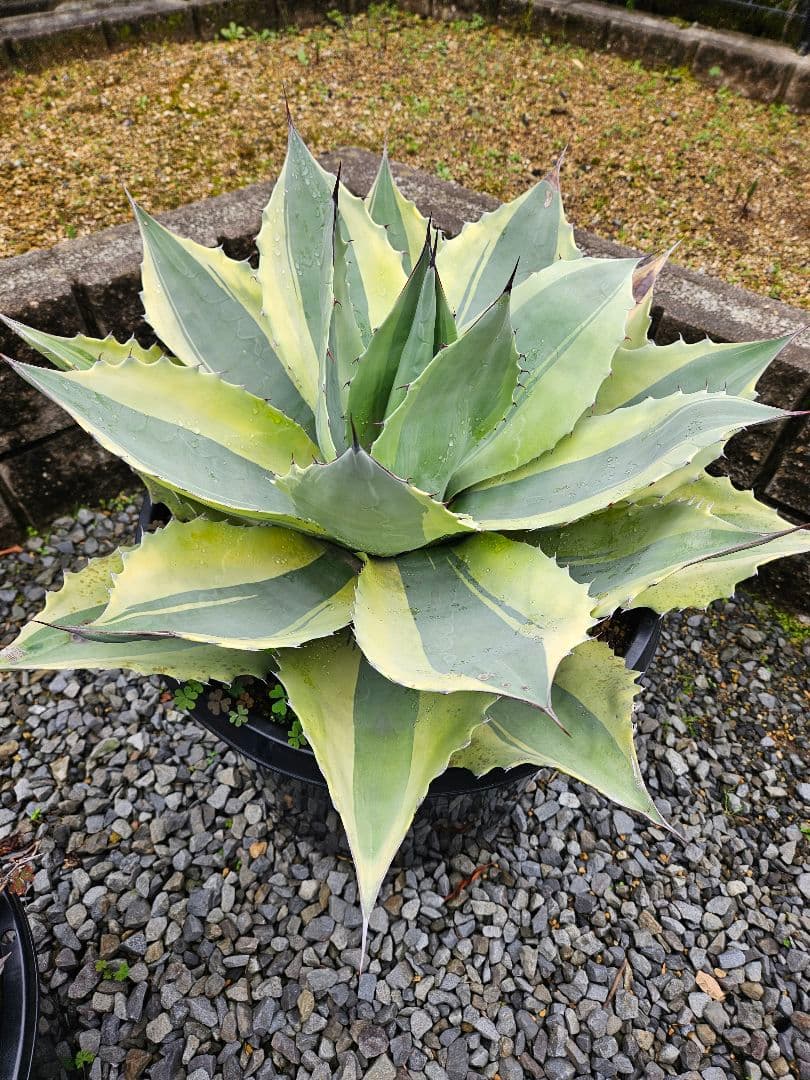 オバティフォリア　オルカ　巨大株