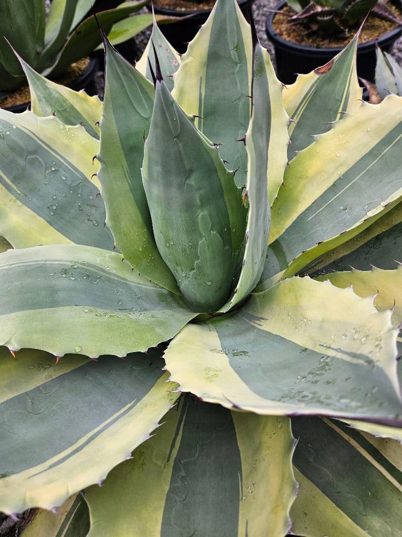 オバティフォリア　オルカ　巨大株