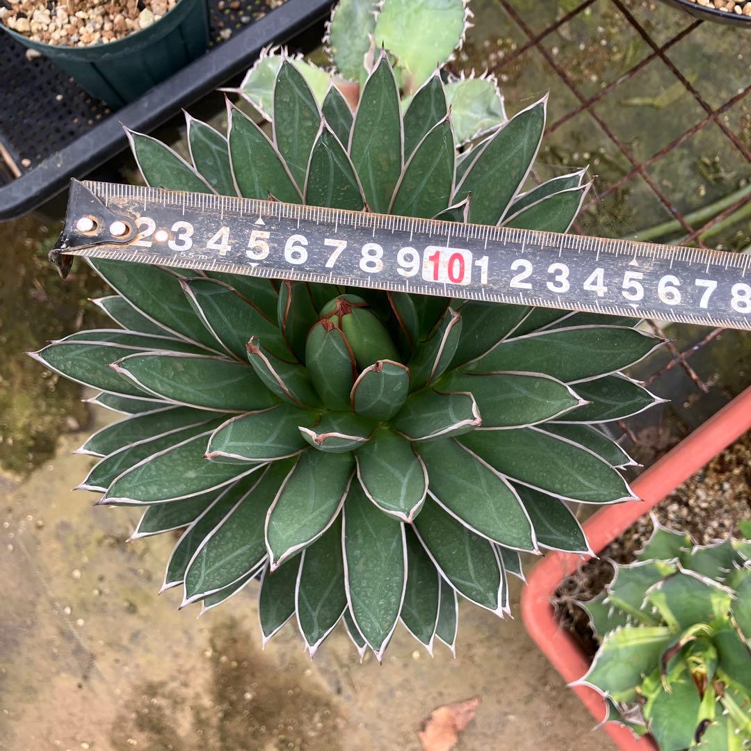 キャス様専用 アガベ 雪嶺 笹の雪B型セット - メルカリ