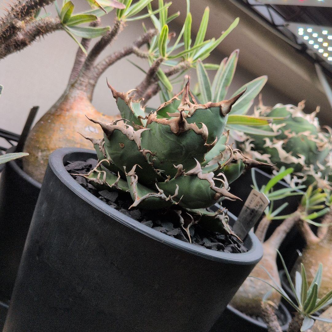 No1〜4【10/15出品取止】アガベ・チタノタ 白鯨 他4株セット