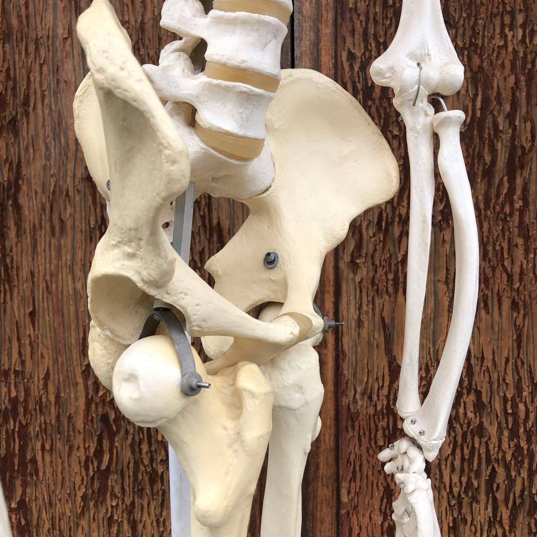 3B 人体模型 等身大 ドイツ 3B Scientific社 全身骨格模型 - メルカリ