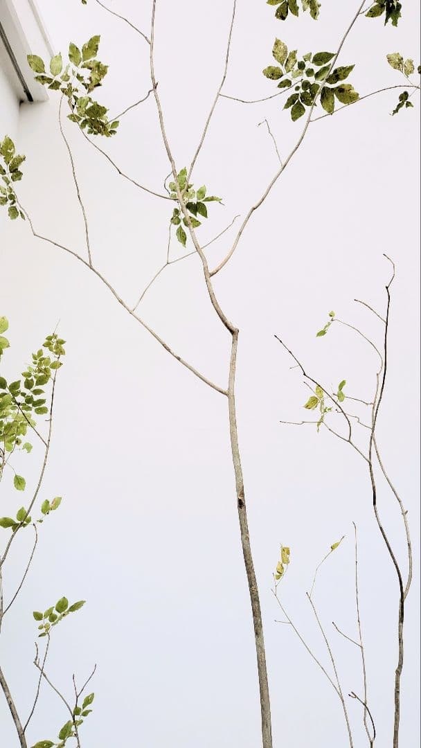 極上。特大。山採りアオダモ。