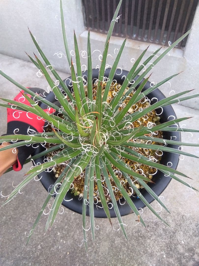 アガベ　滝の白糸　大株❗耐寒強❗