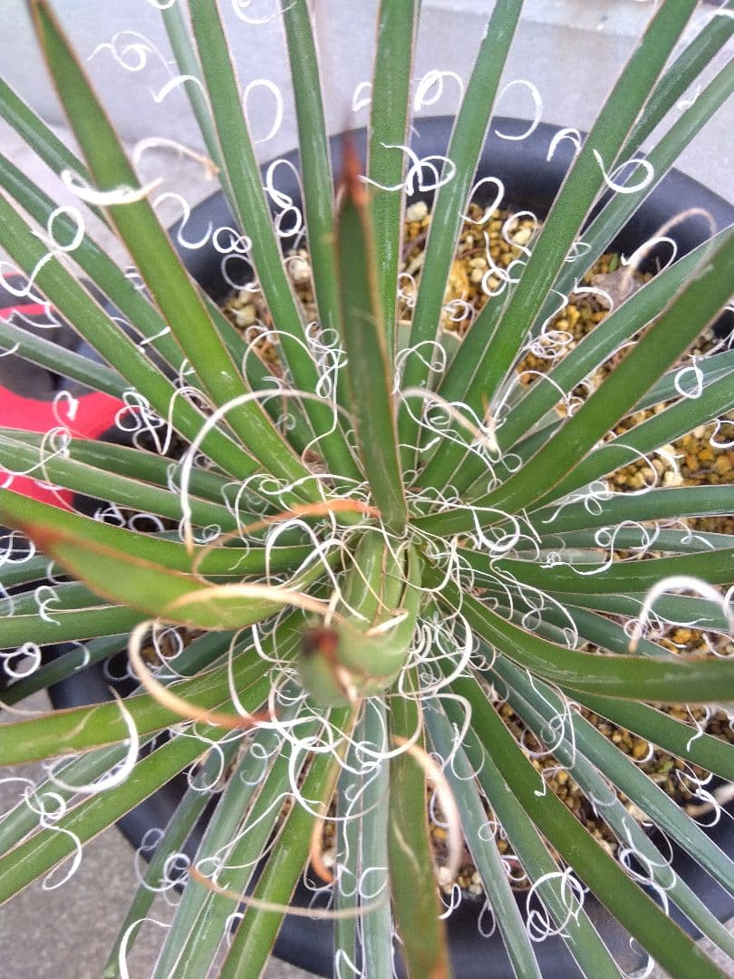 アガベ　滝の白糸　大株❗耐寒強❗