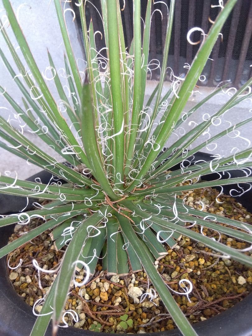 アガベ　滝の白糸　大株❗耐寒強❗