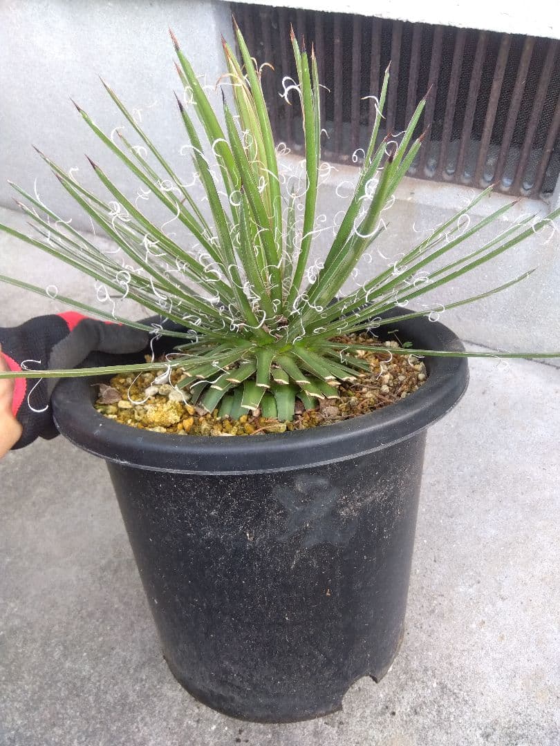 アガベ　滝の白糸　大株❗耐寒強❗