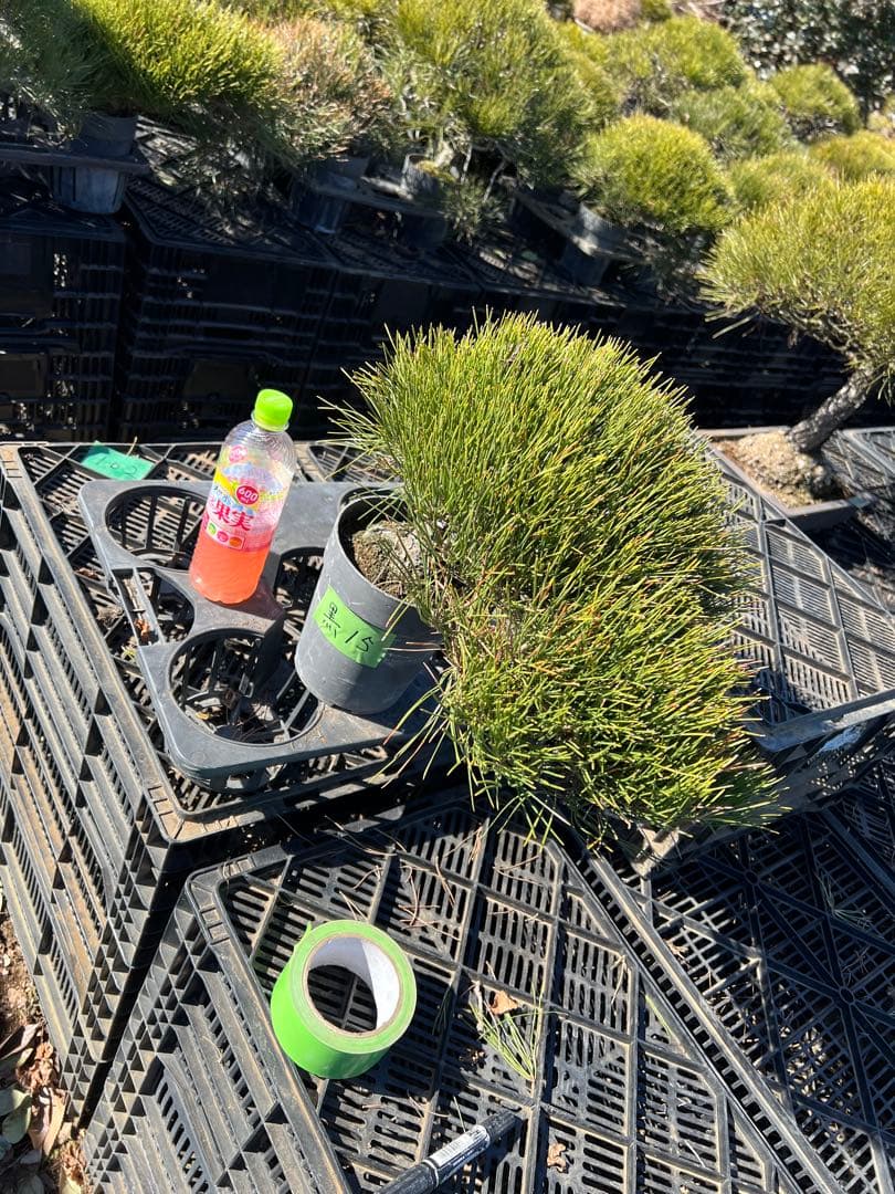 黒松盆栽　中品　樹齢約35年　15