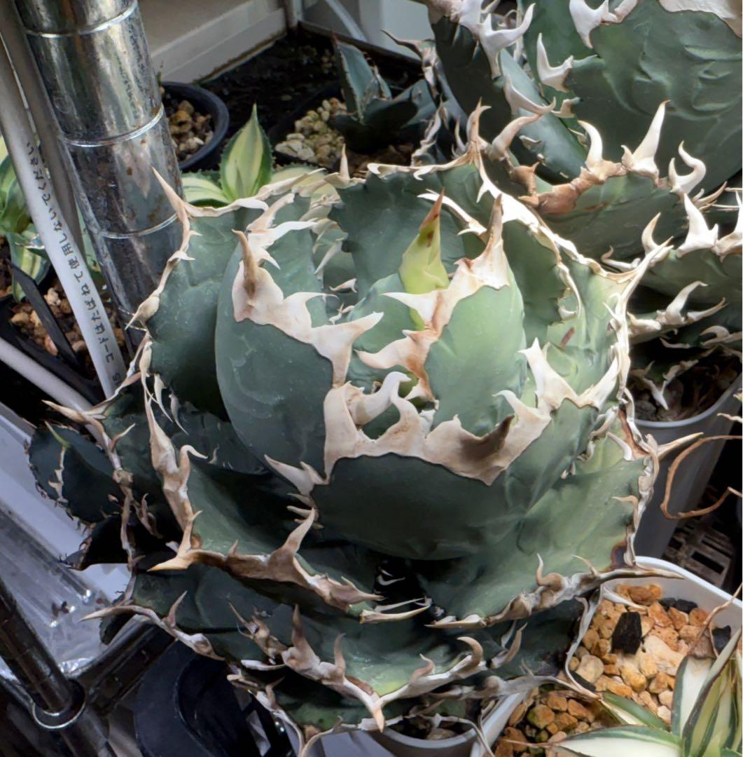 【育成株】オテロイ インドネシア実生