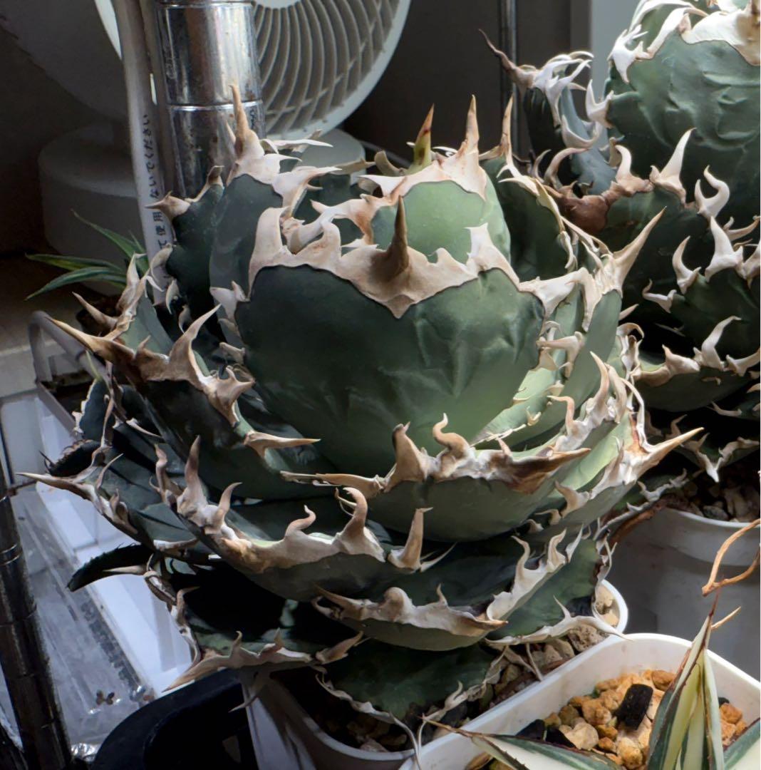 【育成株】オテロイ インドネシア実生