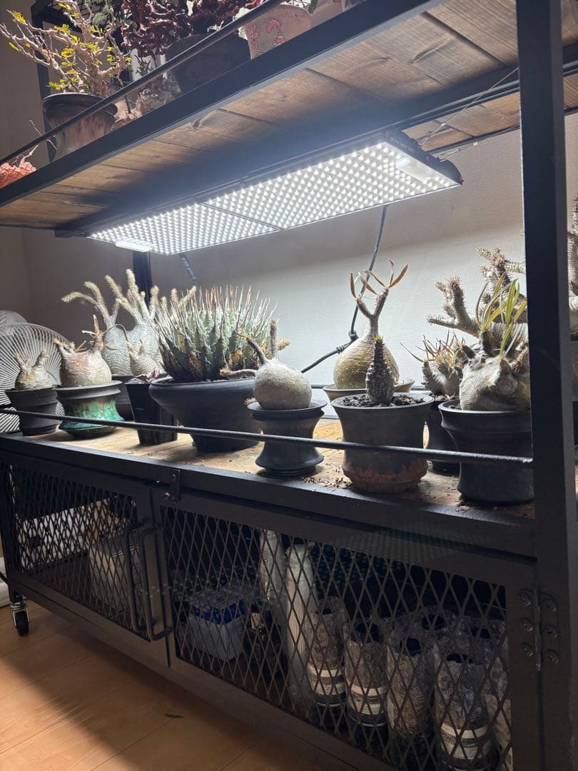 ボタニカルシェルフ　植物用金属ラック ダクトレール2段式