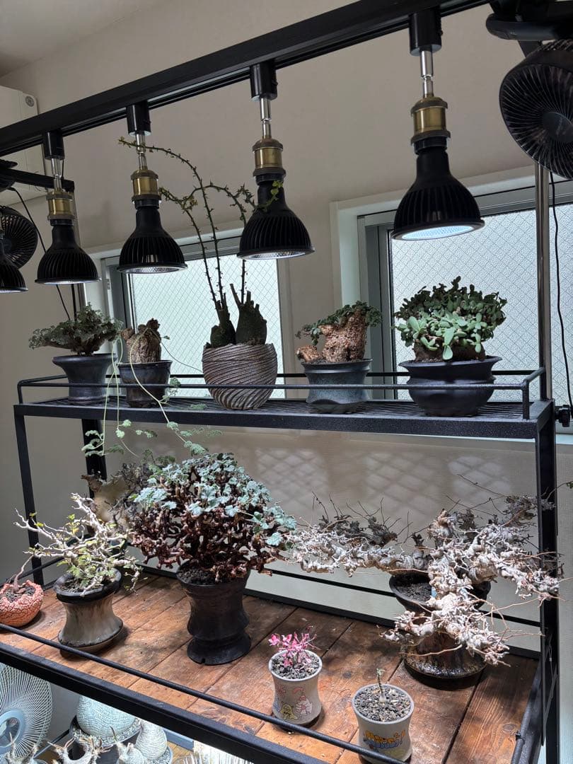 ボタニカルシェルフ　植物用金属ラック ダクトレール2段式