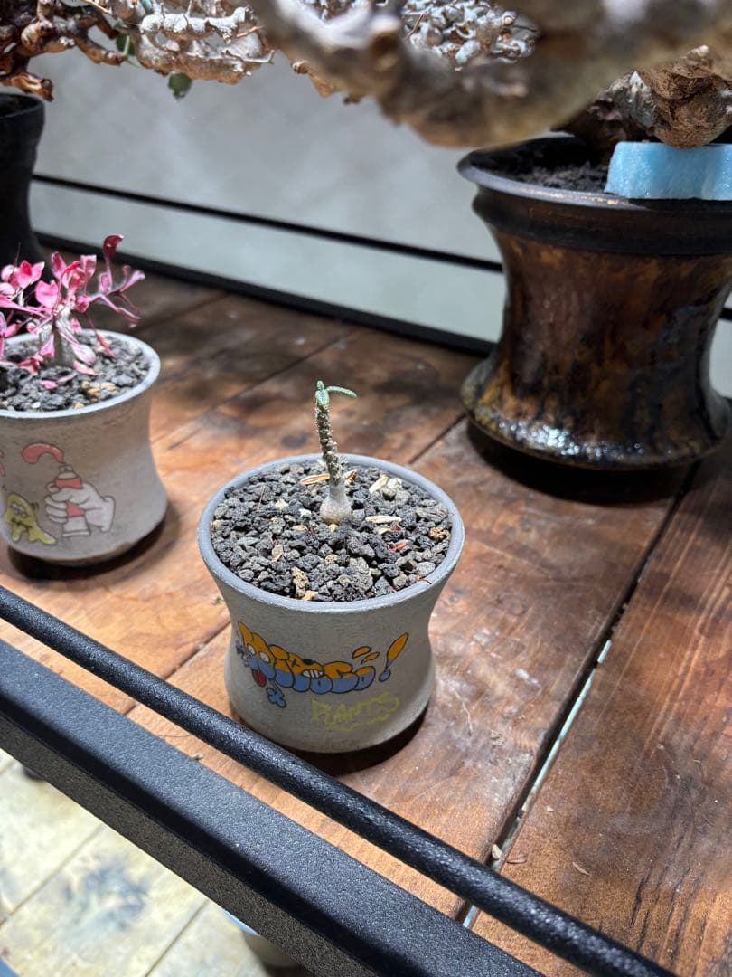 ボタニカルシェルフ　植物用金属ラック ダクトレール2段式