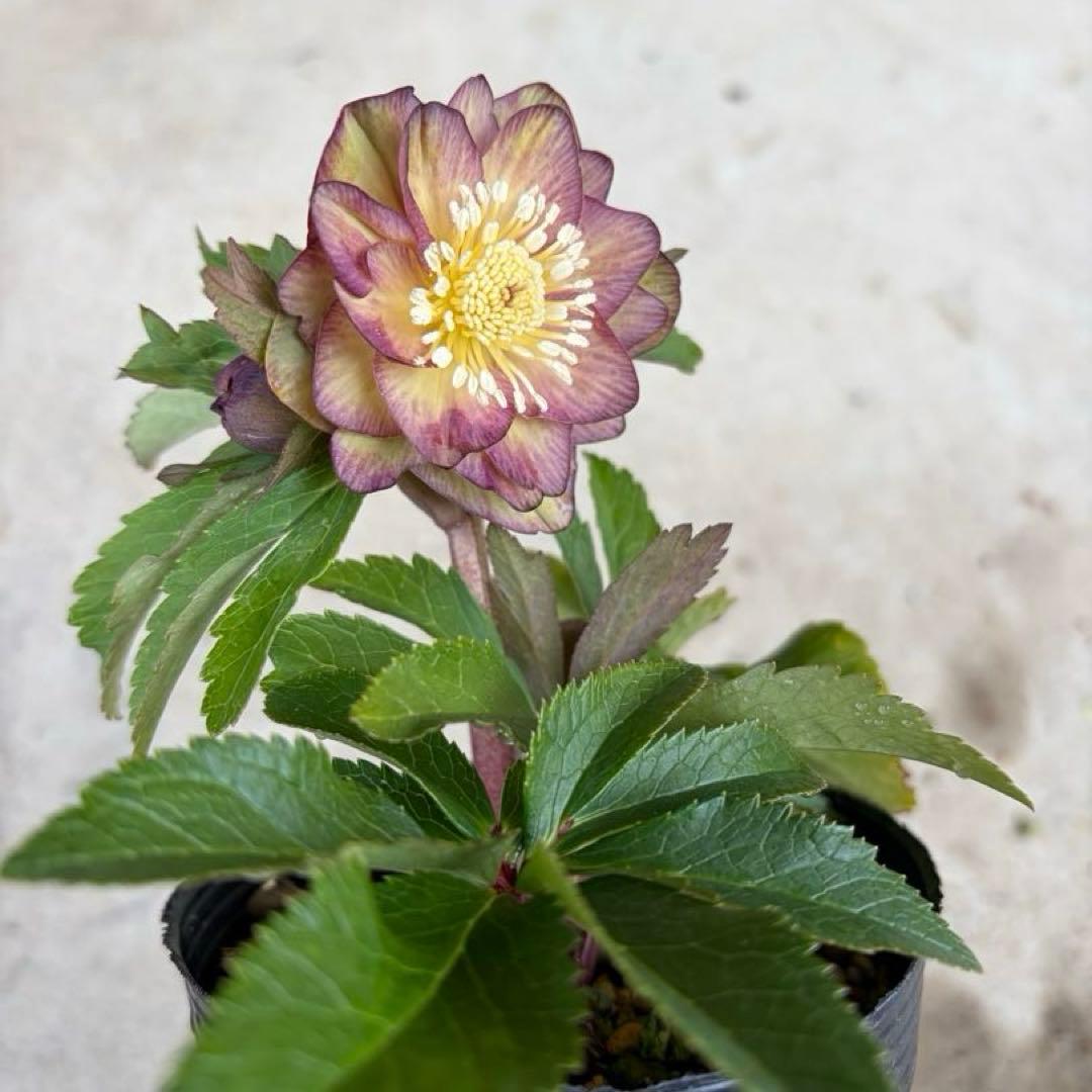 098 クリスマスローズ　開花株