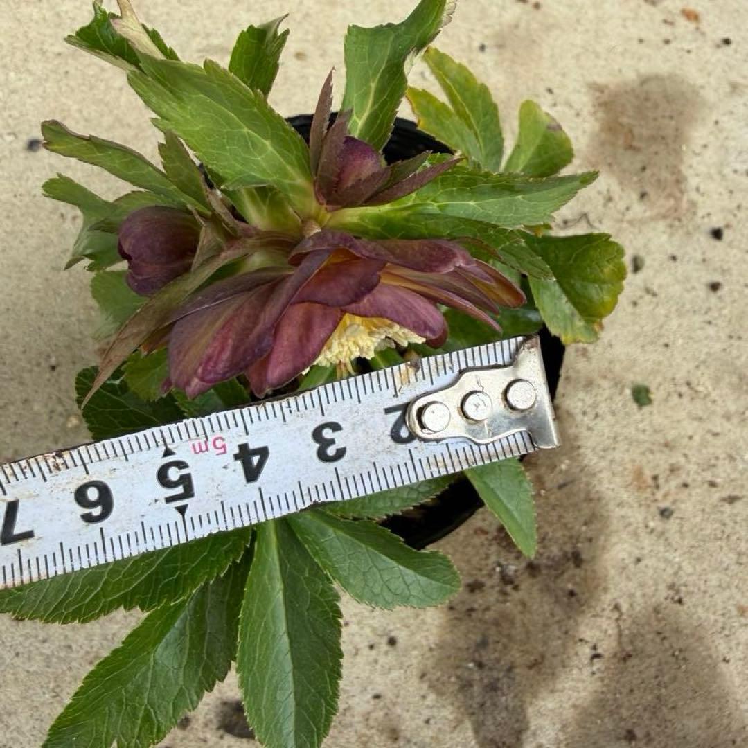 098 クリスマスローズ　開花株