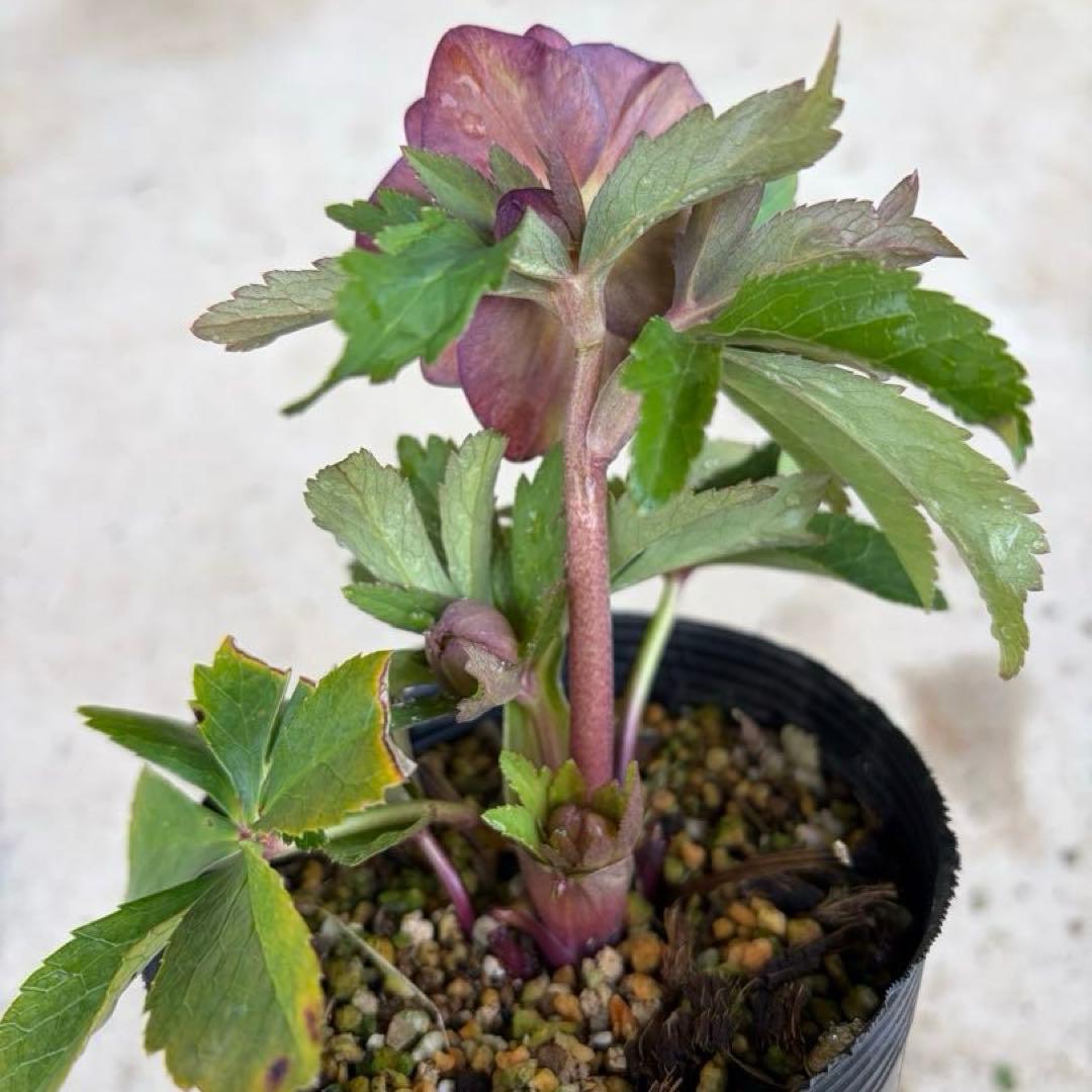 098 クリスマスローズ　開花株