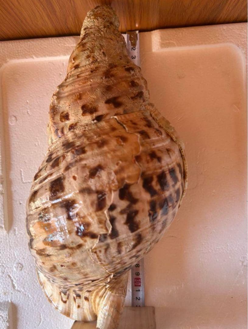 大形　法螺貝　33cm